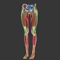 Human Leg Muscular Anatomy 3D Model Showing Detailed Muscle Tissue Structure