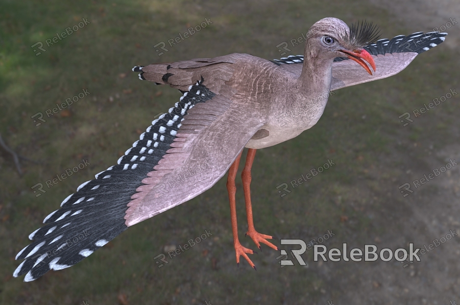 Red-legged Crane Cranes Cranidae Birds model