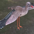 Red-legged Crane Cranes Cranidae Birds 3d model