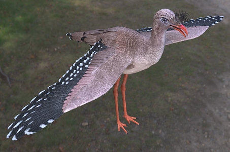 Red-legged Cranes Cranidae Birds 3d model