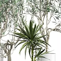 Bonsai Potted Plants In White Pots With Metal Stands For Indoor Decorative
