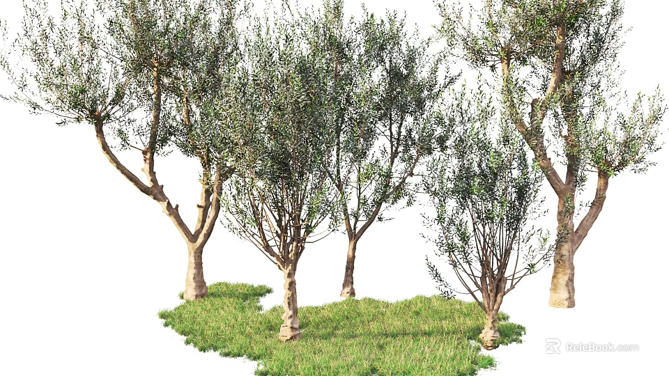 Olive Trees With Tall Trunks And Lush Green Foliage On Green Grass 3d model 