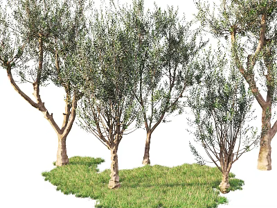 Olive Trees With Tall Trunks And Lush Green Foliage On Green Grass 3d model