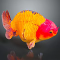 Vibrant Goldfish with Red Head Yellow Body Black Spots and Colorful Scales Swimming Gracefully