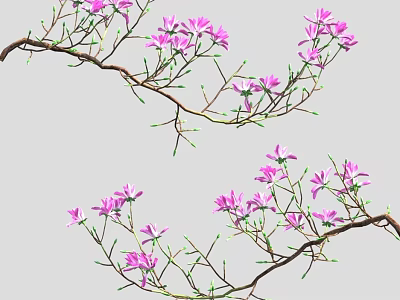 Blooming Pastel Pink Flowers On Delicate Branches For Natural Decor 3d model
