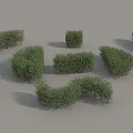 Various Shaped Green Shrubs For Garden Landscaping And Outdoor Decoration