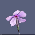 Beautiful Pink And Purple Flower With Five Petals Red Stem Green Bud Against Purple Background