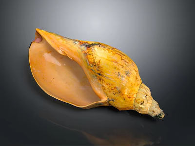 Yellow Orange Textured Conch With Open Shell On Dark Shiny Background 3d model