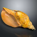 Yellow Orange Textured Conch With Open Shell On Dark Shiny Background 3d model