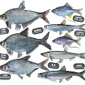 Various Freshwater Fish Species Showcasing Different Shapes Sizes And Features