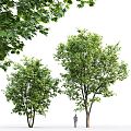 Modern Tree Landscape Tree Beech Tree 3d model