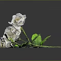 Blooming White Roses With Fresh Green Leaves And Stems And Reflection On Dark Background