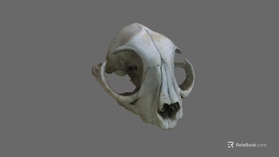 Detailed Animal Skull Structure With Hollow Eye Sockets And Nasal Cavity 3d model 