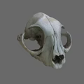 Detailed Animal Skull Structure With Hollow Eye Sockets And Nasal Cavity