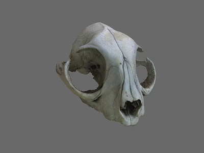 Detailed Animal Skull Structure With Hollow Eye Sockets And Nasal Cavity 3d model