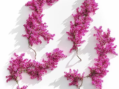 Pink Flowering Vine Branches Arranged On White Background With Soft Shadows 3d model