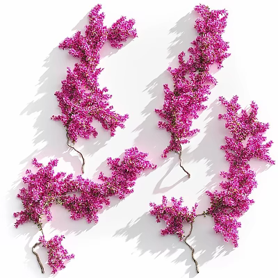 Pink Flowering Vine Branches Arranged On White Background With Soft Shadows 3d model