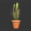 Green Cactus Plant in Orange Terracotta Pot Against Dark Background