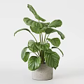 Lush Potted Bonsai Plant With White Pot Wooden Stand And Hanging Green Leaves