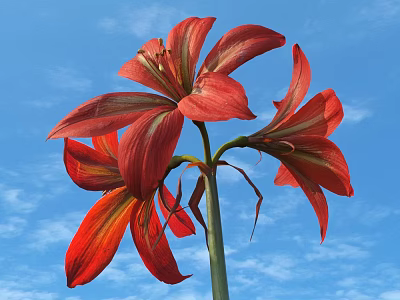 Vibrant Red Blooming Flowers Against Blue Sky With White Clouds 3d model