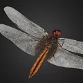 Purple Dragonfly With Red Eyes And Transparent Wings On Black Background 3d model