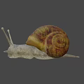 Small Snail With Brown Yellow Shell And Gray Body On Blurred Background