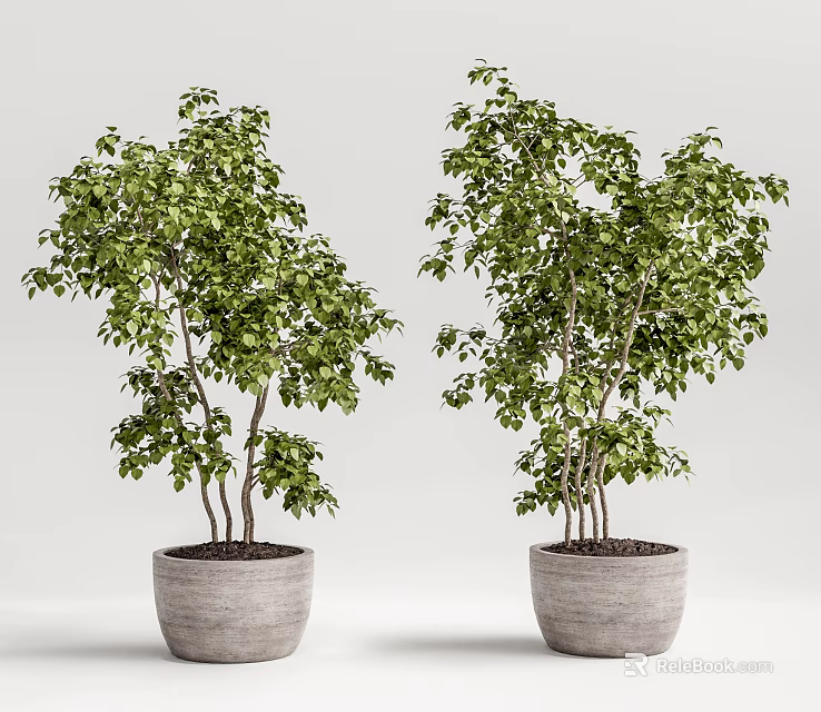 Two Bonsai Potted Plants With Lush Green Leaves And Gray Textured Pots 3d model 