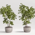 Two Bonsai Potted Plants With Lush Green Leaves And Gray Textured Pots