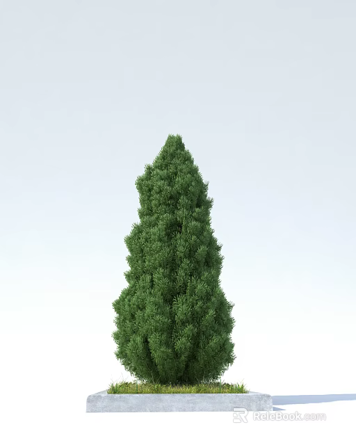 Tall Evergreen Arbor with Lush Dense Foliage Against Light Sky Background 3d model 