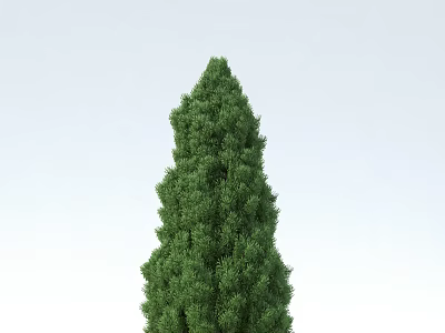 Tall Evergreen Arbor with Lush Dense Foliage Against Light Sky Background 3d model