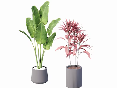 Large Green Leaf and Pink Foliage Potted Plants in Gray Pots 3d model