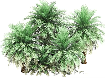 Multiple Lush Green Palm Trees With Tropical Leaves And Trunks 3d model