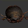 Dark Brown Beetle With Shiny Exoskeleton And Orange Legs On Gray Background