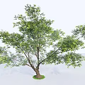 Lush Green Tree With Thick Trunk And Dense Foliage In Natural Setting 3d model
