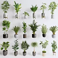 Decorative Bonsai and Potted Plants With Various Leaf Shapes and Ceramic Metal Pots