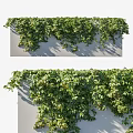 Lush Green Vines Covering Wall with Hanging Leaves and Natural Growth