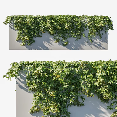 Lush Green Vines Covering Wall with Hanging Leaves and Natural Growth 3d model