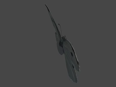 Beautiful White Butterfly With Black Spots Flying On Gray Background 3d model