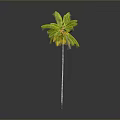Tall Palm Tree With Slender Trunk And Green Fronds On Gray Background