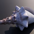 Natural Conch Shell as Decorative Ornament for Fish Tank Aquarium