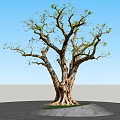 Arbor With Thick Trunk Exposed Roots Textured Bark And Green Leaves On Gray Stone Ground