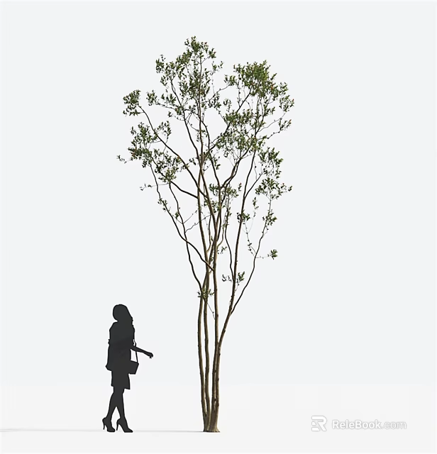Tall Tree With Slender Trunks Green Foliage And Person Standing Nearby 3d model 