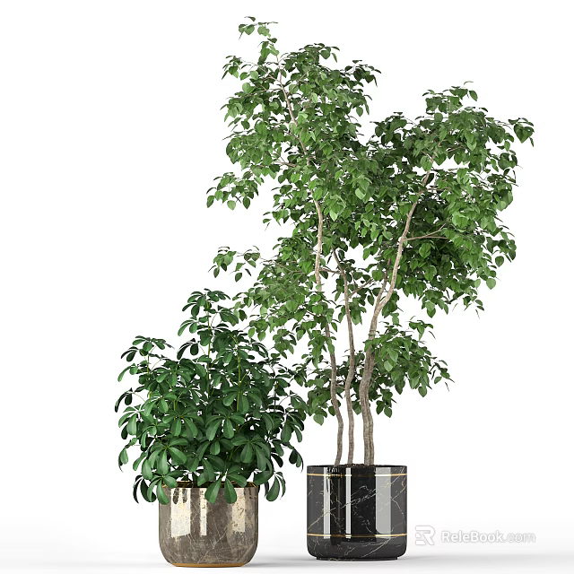 Lush Green Bonsai Potted Plants With Leafy Branches In Decorative Planters 3d model 