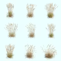 Various Herbaceous Plants in Different Forms Neatly Arranged on Light Blue Background