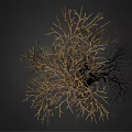 Detailed Dead Tree with Bare Branches and Exposed Roots on Dark Background 3d model