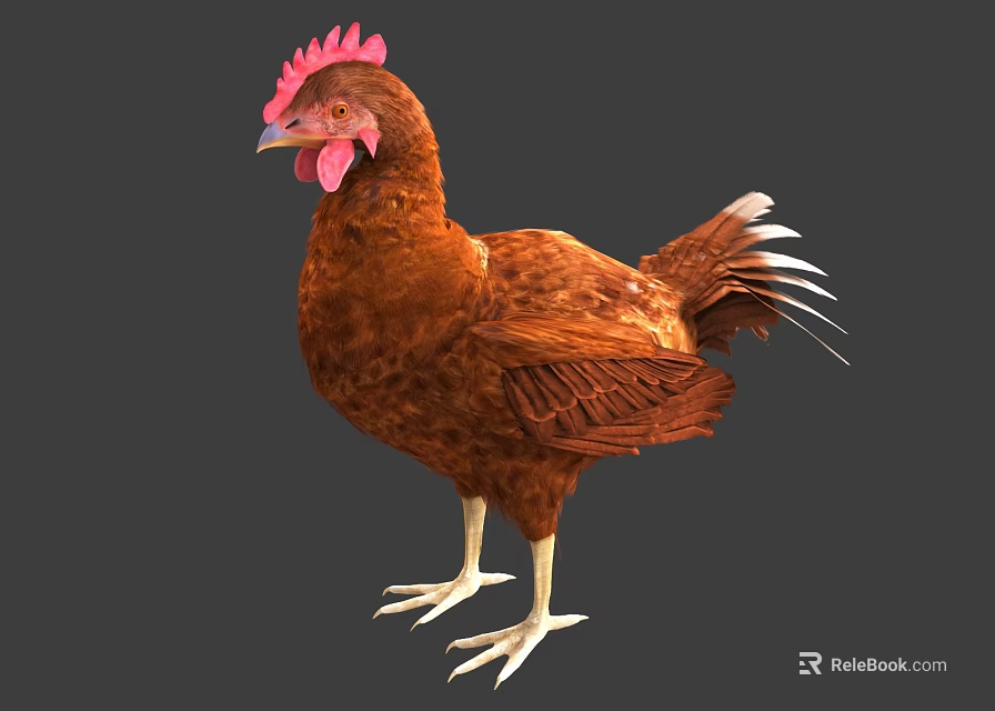 Brown Hen With Red Comb White Claws And Detailed Feathers On Gray 3d model 