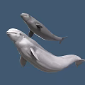 Two White Beluga Whales Swimming Together in Blue Underwater Environment With Shadows