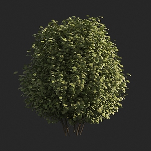 spherical shrub 3d model