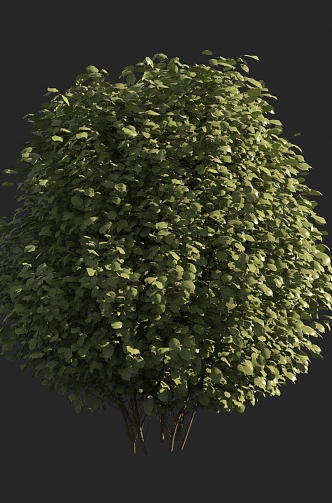 spherical shrub 3d model