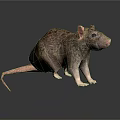 Realistic Brown Rat 3D Model With Detailed Fur And Shiny Surface Reflection 3d model